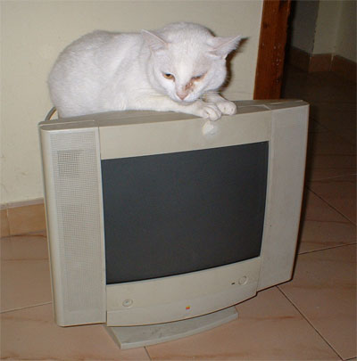 sustucomun.jpg