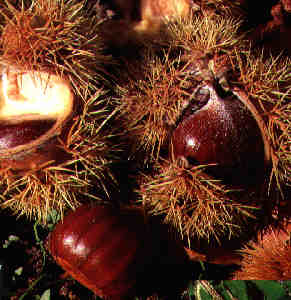 castanas.jpg