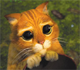 gato.jpg