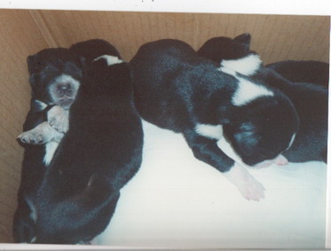 hundbabyspeq.jpg