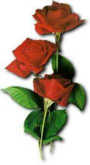 rosas.jpg