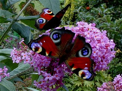Peacock02.jpg
