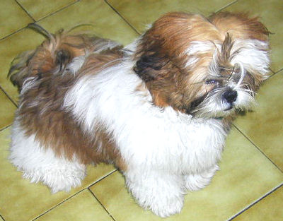 Aki, pelusa con patas