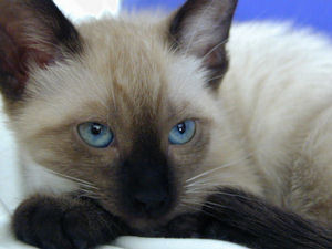 Mi gata Daga