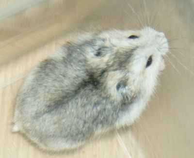 Nemuru, la puta rata
