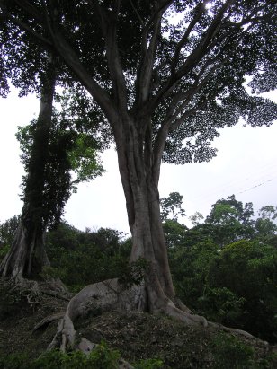 Alcanforero_Zancudo.jpg