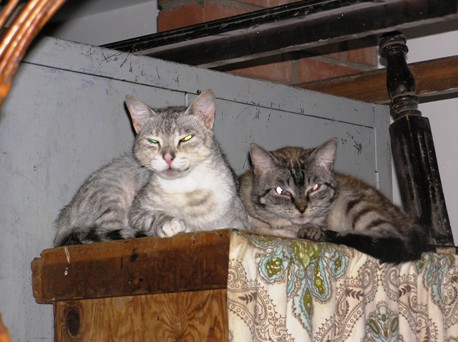 GatosSusana.JPG