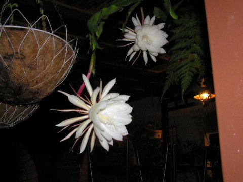 flores2.JPG