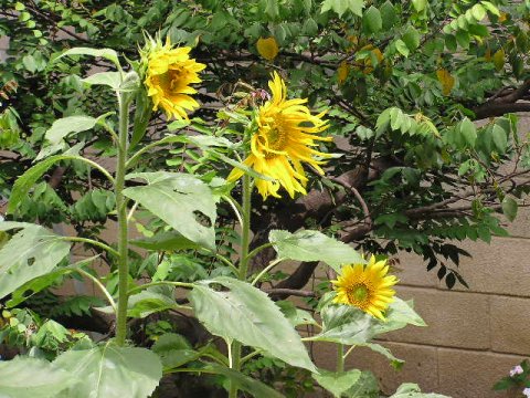 girasoles2.JPG