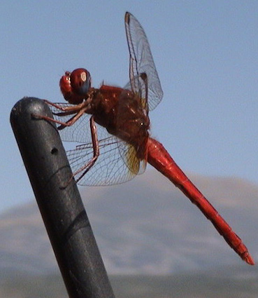 libelula.jpg