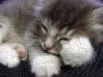 gatito.jpg