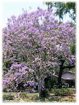 jacaranda.jpg