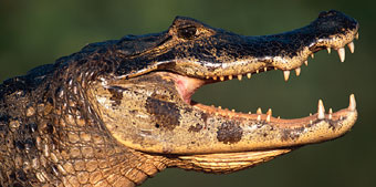 Caiman.jpg