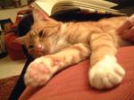 gato.jpg