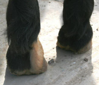 lamehorse.jpg