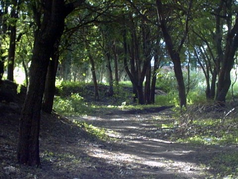 Camino entre rboles - Sampacho - Argentina