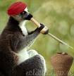Lemur_10.jpg