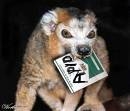 Lemur_11.jpg
