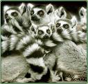 Lemur_9.jpg