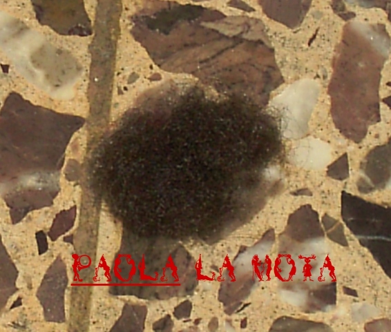Mota.jpg