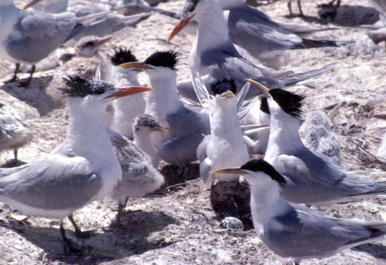 gaviotinesbuena.jpg