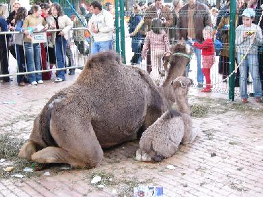 camellos2.jpg