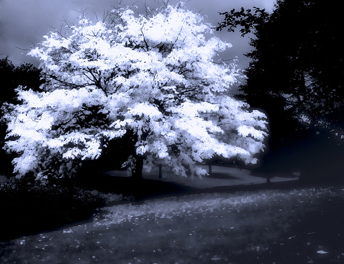 dream_solea.jpg