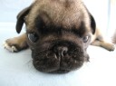 pug009.4_thumb.jpeg