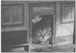 cats.jpg