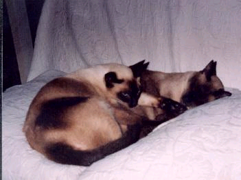 gatos.bmp