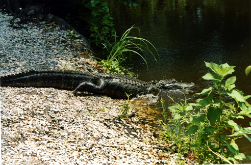 ALIGATOR.JPG