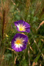 violeta.jpg