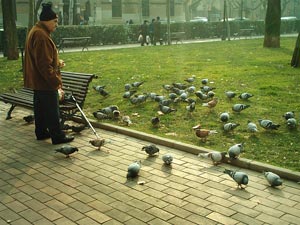 viejo dando de comer a las palomas