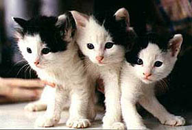 gatitos.jpg