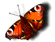 fondonegro0.gif