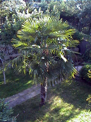 jardin1.JPG