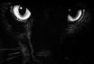 gato.jpeg