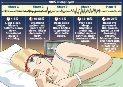 sleep-stages.gif