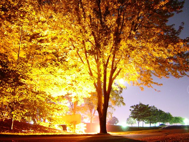 �rbol