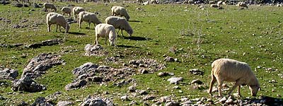 Animales humillados Borregos