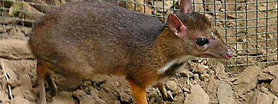 Cr�a de ciervo-rat�n