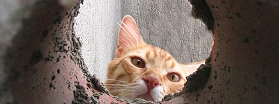 Curiosidad del gato Froilán Curiosidad del gato Froilán