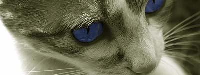 Fellini, el gato sexuarrrrlll Gato