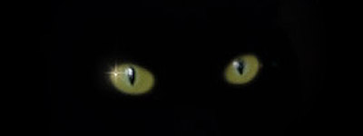 Gato negro