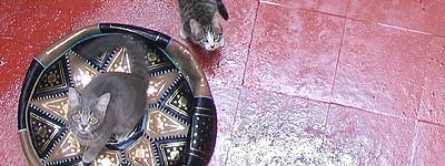 Aprendices de felino Aprendices de felino