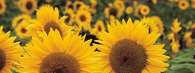 Las flores que saludan al sol, que raras son Girasoles
