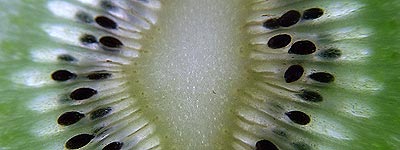 Fruta peligrosa, pardiez kiwi