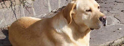 Perro Labrador, el adivino Labrador adivino