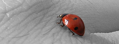 Bicho concienciado Mariquita