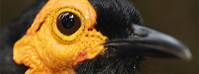 Nuevo pequeño catálogo de seres y estares Nuevas especies animales y vegetales